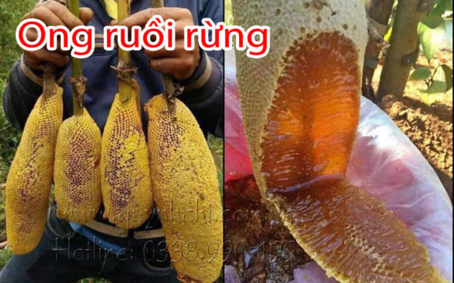 ong ruồi rừng