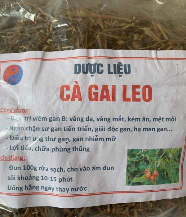 cà gai leo